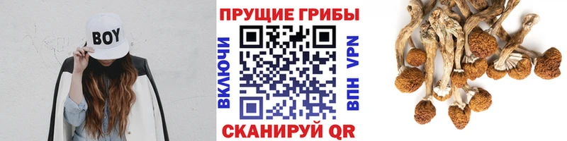 продажа наркотиков  блэк спрут вход  Галлюциногенные грибы Psilocybine cubensis  Полярные Зори 